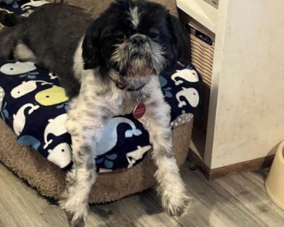 Neo - Shih Tzu Male Dog for Adoption