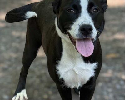 Young. Black. Adoption process Lucky's Legacy exists to serve the best interest of the animals in our care; thus, we have the right to deny the adoption of any animal at any time. Furthermore, Lucky's Legacy is not responsible for any veterinarian responsibilities that may occur once the adoption process has been completed, unless specified otherwise by an official staff member of the rescue. S...