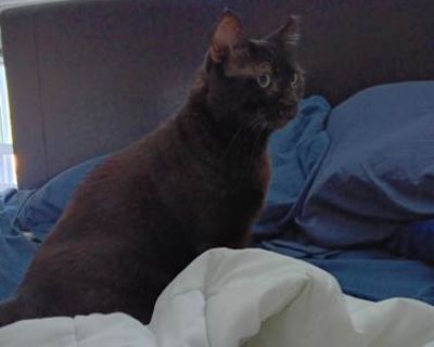 This is Omar and don't let the picture fool you. His is a pretty big boy and weighs close to 20 lbs. We adopted him from a stray cat shelter in Baltimore. Born and raised in the mean streets of West Baltimore, Omar is named after the iconic character from "The Wire". He survived 6-7 years in one of the roughest part of the city before being given to a shelter where we adopted him. He is a great...