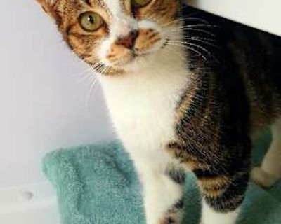 Alex - Domestic Shorthair Male Cat for Adoption