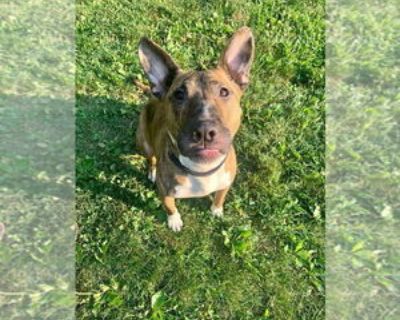 Young * Location New York, NY, 10028 USA USA *. Dog Breed: Bull Terrier / American Pit Bull Terrier / Mixed (short coat). Tigger, a high-energy bull terrier and pit bull mix born in late 2015, is the friendliest, most fun-loving little guy. He absolutely loves everyone he meets. While he especially loves children he is better suited to older kids, not little ones. He likes to be king of his cas...