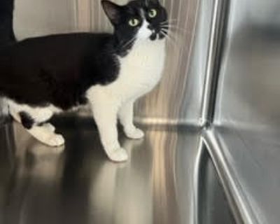 Ruffnut - Domestic Short Hair Male Cat for Adoption