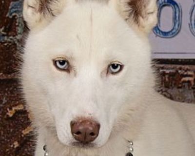 Juneau - Husky/Shepherd (Unknown Type) Mix Female Dog for Adoption