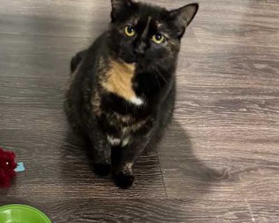 Millie - American Shorthair Female Cat for Adoption