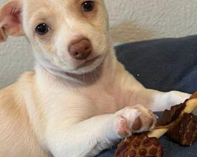 Giggles - Chihuahua/Smooth Fox Terrier Mix Female Puppy for Adoption