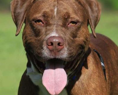 Young. Say hello to this big guy. Frank came to us from Lee County Domestic Animal Services. He was found keeping cool under a tree in a friendly community and turned in hoping his family would come for him, but no one ever did. Frank is the sweetest boy who loves everyone he meets. He loves to play, and catches pretty good too. If you are looking for a companion to go on walks, play fetch or c...