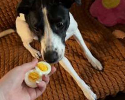Valley - Pointer/Collie Mix Female Dog for Adoption
