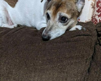 Buddy - Jack Russell Terrier Male Dog for Adoption