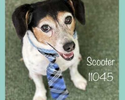 SCOOTER - Beagle Male Dog for Adoption