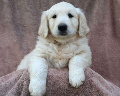 Carl - 7 Weeks Male Golden Retriever Puppy for Sale