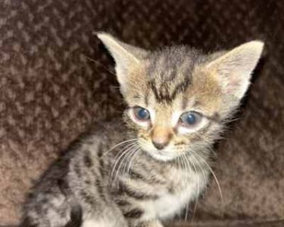 Kittens cannot be fixed until 5-6 months old! Pixie is a new kitten, born October 5th, to a community cat named Luna who is Calico. She is one of 6 kittens in this litter, which will be the second litter of hers that I have cared for. She has been socialized daily, is currently doing well at litter box training, and weaning onto soft foods. She is on a deworming schedule for the next few weeks ...