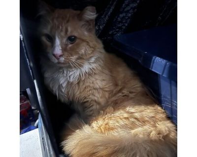 Willie - Domestic Longhair Male Cat for Adoption