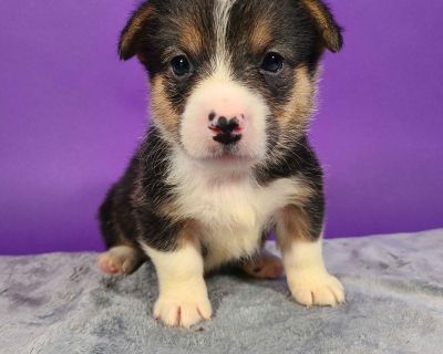 4 Male and 1 Female Pembroke Welsh Corgi Puppies for Sale