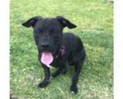 Adopt Fin a Black Boxer / Labrador Retriever / Mixed dog in Rancho Santa