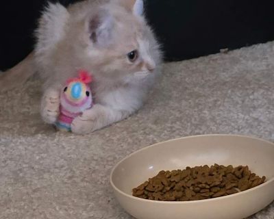 Evan - Domestic Shorthair Male Kitten for Adoption