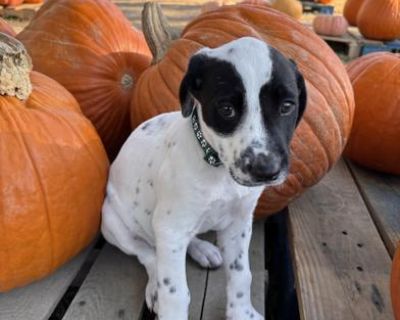Bruce - Australian Cattle Dog / Blue Heeler & Jack Russell Terrier Mix Male Puppy for Adoption