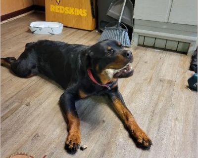 Dio is a wonderful dog. He's very loving and high energy. We just don not have the time or space to devote to him. He needs a home without cats.