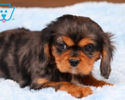 DOB:09-21-2025 (8 weeks old). Available:Available now. Meet Cheerio, a gorgeous Cavalier with a heart as bright as his expressive eyes. He s always eager to greet guests, make new friends, and soak up all the affection he can get. Children are his absolute delight, and he happily joins in their games. This cutie is AKC registered, vet checked, vaccinated, wormed & health guaranteed by the breed...