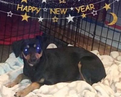 Black. You can fill out an adoption application online on our official website. AVAILABLE FOR ADOPTION! Shadow dancer had been kept in a cage for long time. He spins when he is left in a crate or cage or if he is excited or nervous. He is a dog with a lot of potential, that needs to go to a home with an experienced dog owner. He needs someone who is willing to take the time to train him as he d...