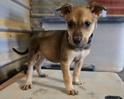 Health Vaccinations up to date.. Puppy Female Medium Brown / Chocolate