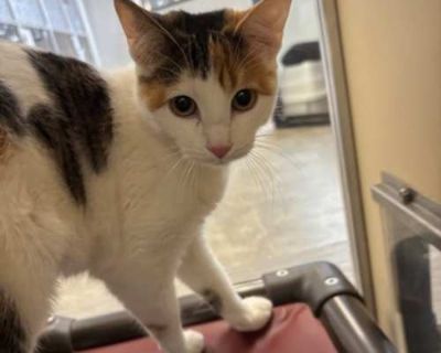 Seahawks - Domestic Shorthair Female Cat for Adoption