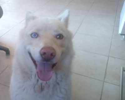 Demi - German Shepherd Dog/Husky Mix Female Dog for Adoption