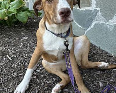 Delta ~ meet me! - Australian Shepherd/Border Collie Mix Female Dog for Adoption