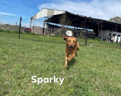 Sparky (Fire Tower Litter) - Labrador Retriever Mix Male Dog for Adoption