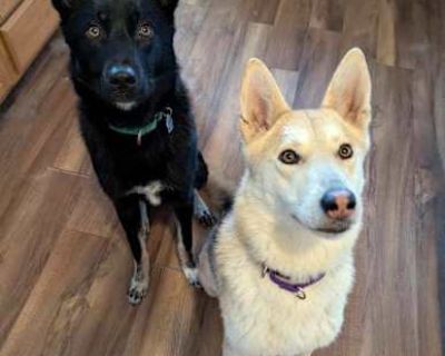 Fantasma - Siberian Husky Female Dog for Adoption