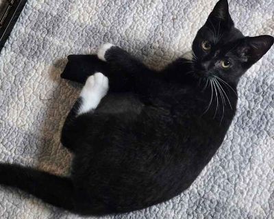 Peanut & Walnut - Domestic Shorthair Female Cat for Adoption