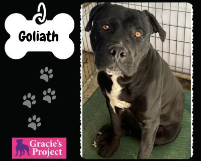 Goliath - Pit Bull Terrier Mix Male Dog for Adoption