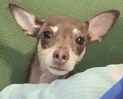 Let little SIMBA KITO be the big love in your life! This happy boy is approximately 3 years old as of October 15, 2025. He is a funny and affectionate guy. We think SIMBA KITO is a Chihuahua. He is dog friendly. His foster sister, NEYLA, is also available for adoption. Hug SIMBA KITO and love him today. If you're interested in making SIMBA KITO part of your family, please fill out an applicatio...