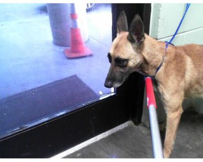 JAYCE - German Shepherd Dog Male Dog for Adoption