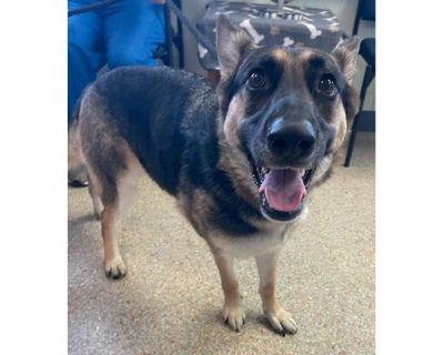 Freya (Cocoa Adoption Center) - German Shepherd Dog/Mixed Breed (Medium) Mix Female Dog for Adoption