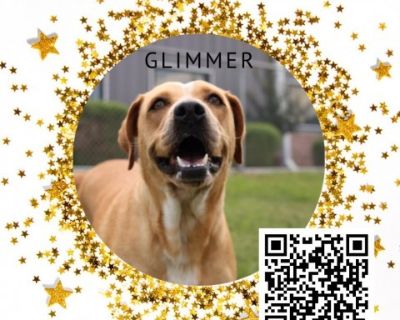 Glimmer - Cattle Dog Mix Female Dog for Adoption