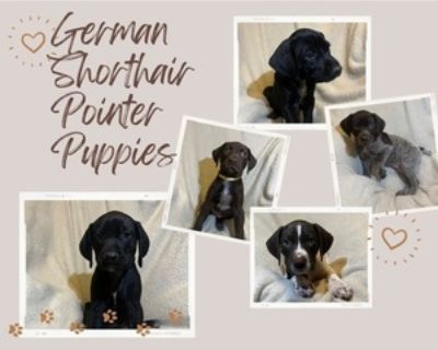 GERMAN SHORTHAIR POINTER PUPPIES