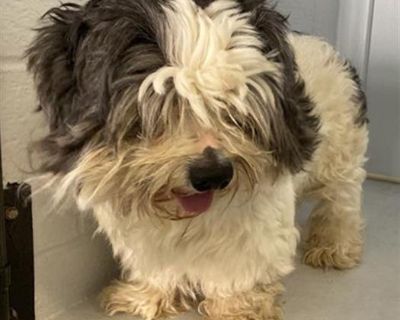 A685639 - Shih Tzu Male Dog for Adoption