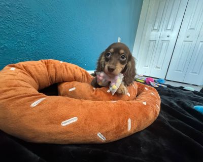 2 Male and 5 Female Dachshund Puppies for Sale