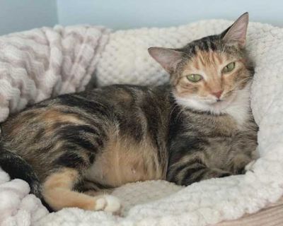 May - Domestic Shorthair Female Cat for Adoption