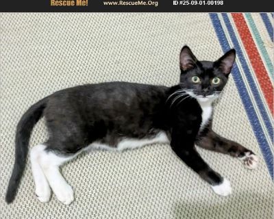 Milkman - Male Kitten American Shorthair / Domestic Cat for Adoption