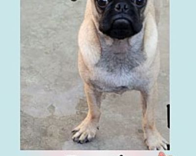 DOUGIE 6 MONTH PUG - Pug Male Puppy for Adoption