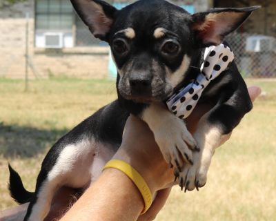 Welcome Scooter to CCPAL Rescue. Scooter is a Chug (Chihuahua/Pug) puppy. He is 5months old. He has upright ears and weighs about 12 pounds. He is really small and very very sweet. He is the bigger of the litter of two and the most outgoing. He helps his sister Bubbles to overcome her shyness. He likes being held and has gotten lots of attention in the rescue. He is playful and good with the ot...