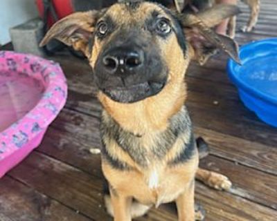 Shepherd 3 - German Shepherd Dog Male Puppy for Adoption