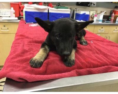 Dog - Belgian Malinois Female Puppy for Adoption