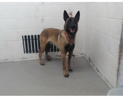 RESCUE PARTNER ONLY; CARTER - Belgian Malinois Male Dog for Adoption