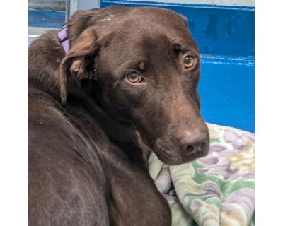 Gouda - Labrador Retriever Female Dog for Adoption