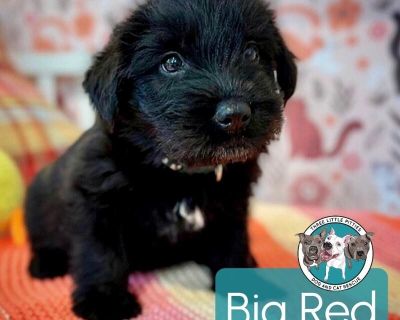 This cutie is Big Red Soda. He is currently 1 1/2 months old and weighs approximately 5 pounds. We think they may be a Labrador Retriever / Chihuahua mix*, but with rescue it s a guess! What matters most is that they are adorable and are one the MOST desperate in the entire US based on statistics for where this puppy is from. Shelters in this area are having to euthanize puppies. So, this puppy...