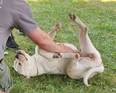 American Bulldog Female Available, Fantastic Dog!