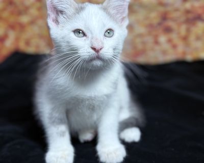 Gelato is a charming gray and white tabby boy who s equal parts playful and snoozy. When he's awake, he's all about the action zooming, chasing balls, and racing through tunnels with kitten enthusiasm. But when naptime hits, he turns into a little marshmallow who can fall asleep absolutely anywhere. Gelato would adore a young, active feline sibling to keep up with his playtime routines and shar...