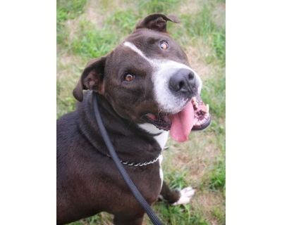 Zeus - Great Dane/American Pit Bull Terrier Mix Male Dog for Adoption